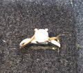 Natural Diamond 14K Rose Gold Engagement Ring 0.35 CTW
